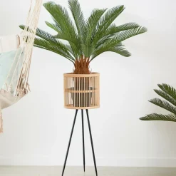 CYCAS Palmier Vert