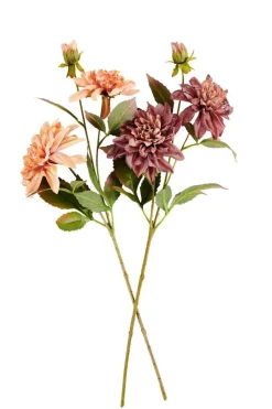 DAHLIA Tige De Fleurs Pêche