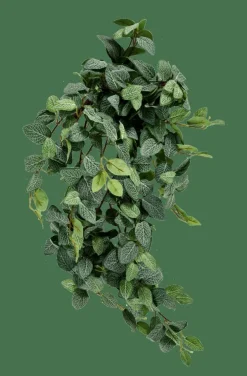 FITTONIA Guirlande Feuilles Vert