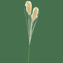 GRASS Panicule De Roseau Vert