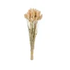 LAGURUS Lagure Ovale Naturel