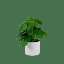 MONSTERA Plante Diverses Couleurs