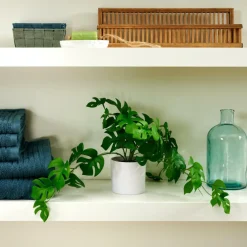 MONSTERA Plante Diverses Couleurs, Blanc, Vert
