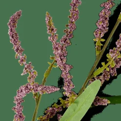 OPHIO Branche Mauve