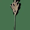 PINE Branche Doré