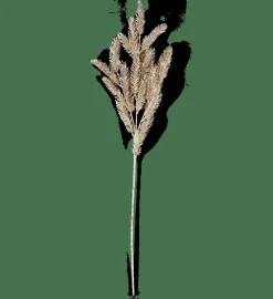 PINE Branche Doré