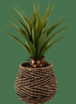 VERA Aloe Vera Vert
