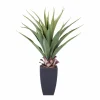 VERA Plante Grasse Sur Tige Vert